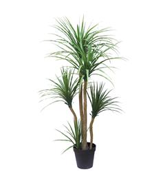 DRACAENA NP_28_155 ΥΨΟΣ 155cm