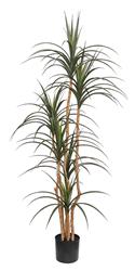 DRACAENA NP_325_180 ΥΨΟΣ 180cm