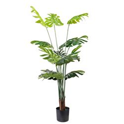 MONSTERA NP6314_155_22 ΥΨΟΣ 155cm