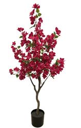 BOUGAINVILLEA NP_70_120 ΥΨΟΣ 120cm